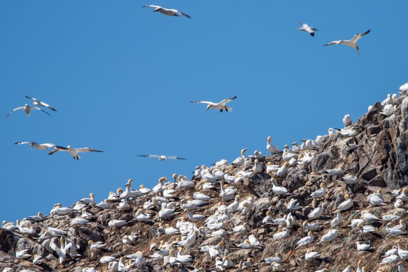 Colonie de Fous de Bassan sur l&rsquo;île de Rouzic